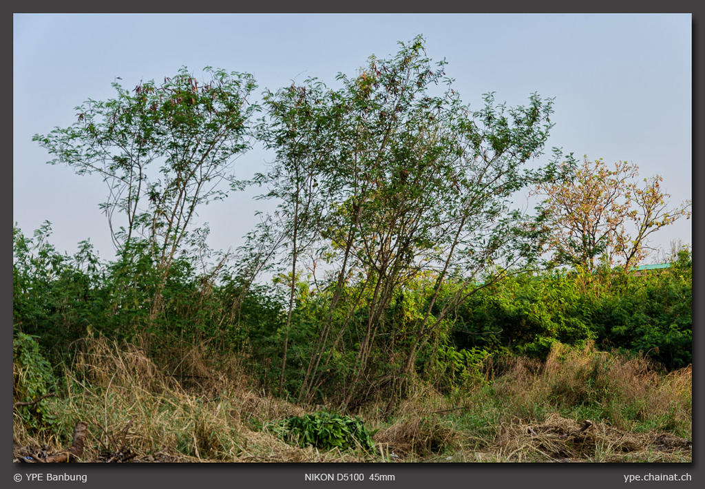 landscape-ype-banbung-4.jpg