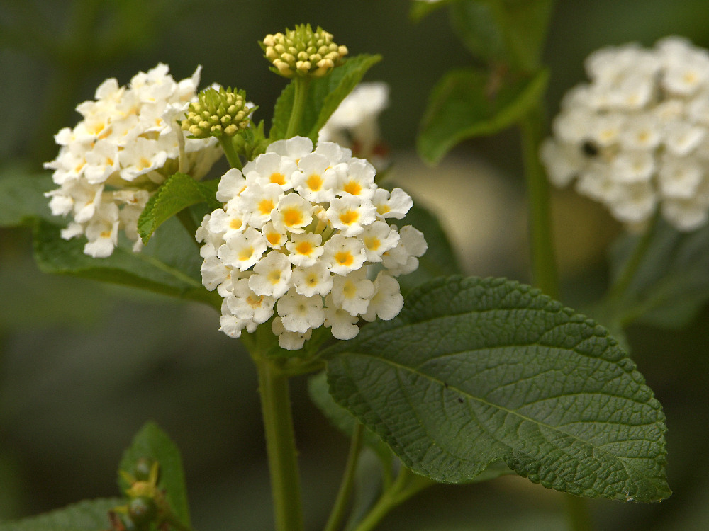 Lantana.jpg