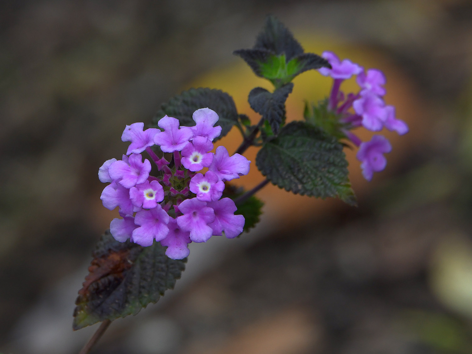 Lantana2.jpg