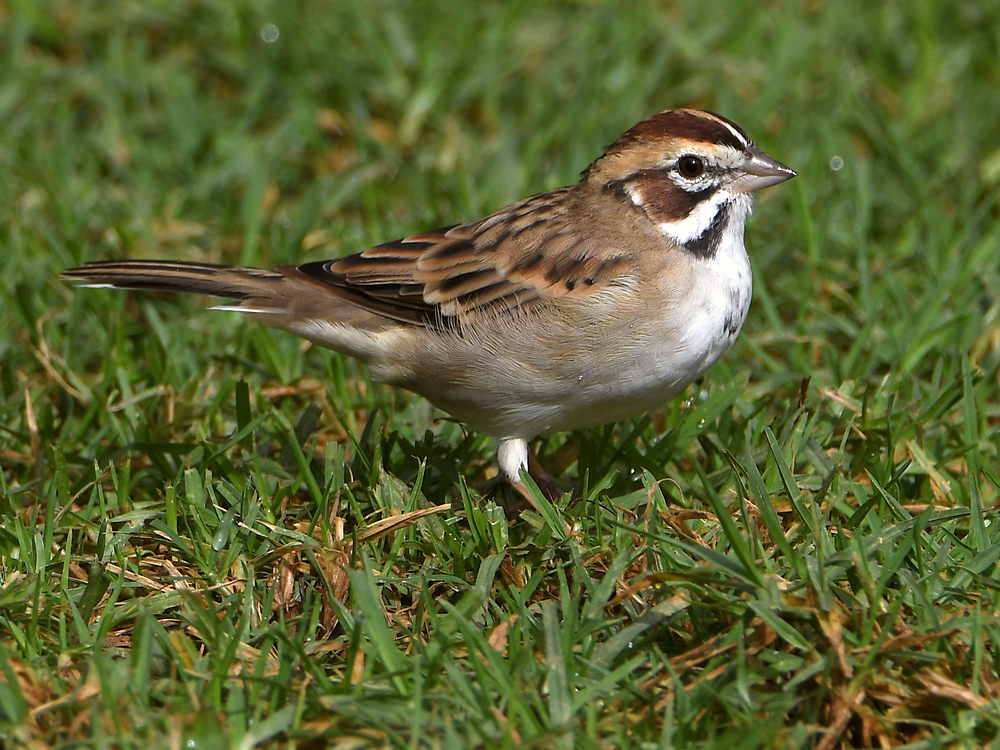 LarkSparrow2.jpg