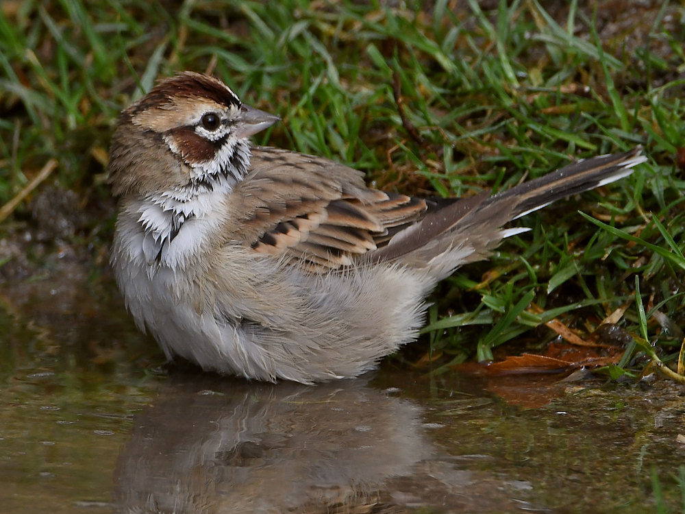 LarkSparrow4.jpg