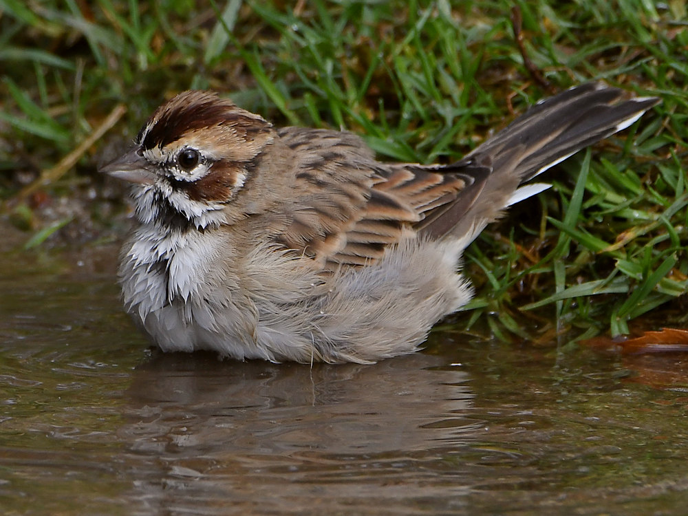LarkSparrow7.jpg