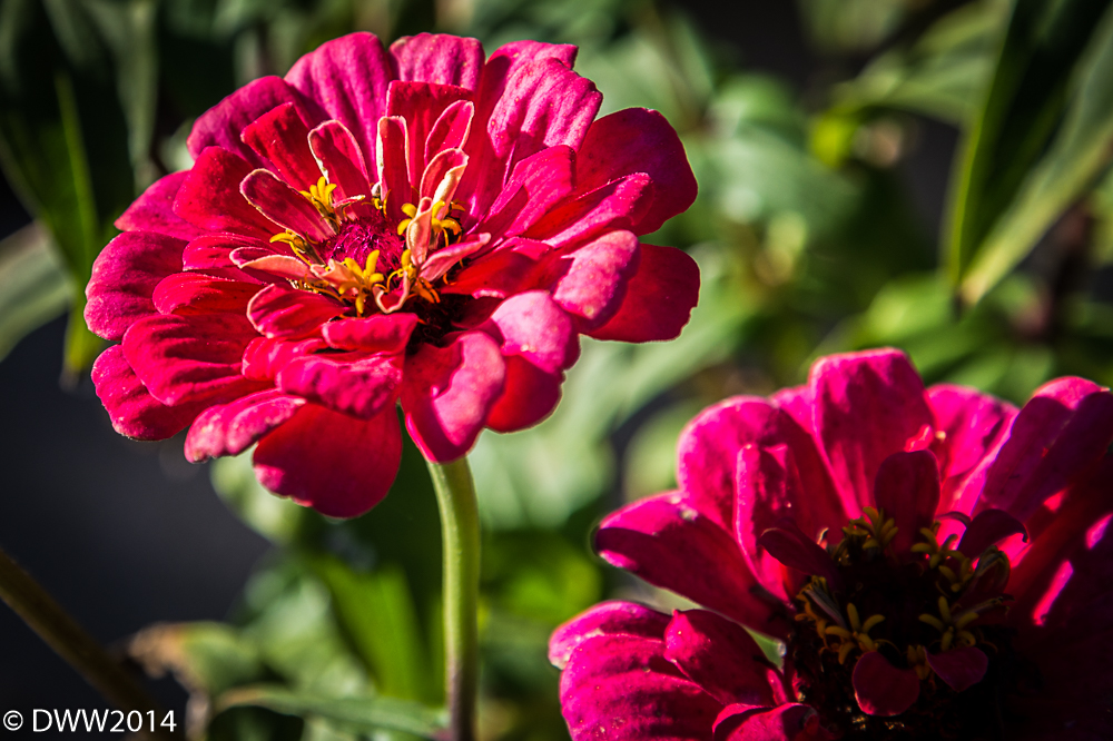 Last Burst (1 of 1).jpg