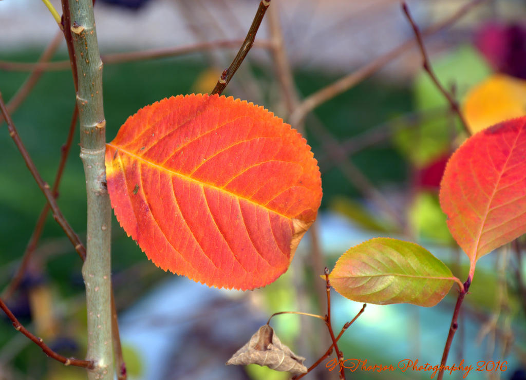 Last Leaves 11-6-2016.jpg