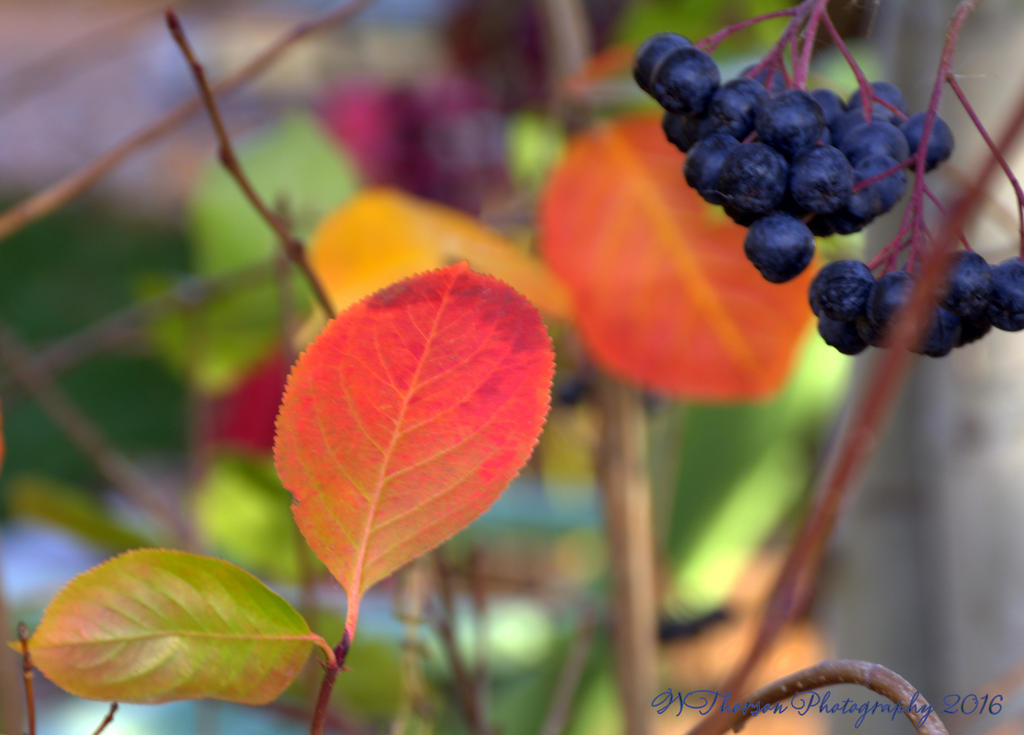 Last Leaves and Berries 11-6-2016.jpg