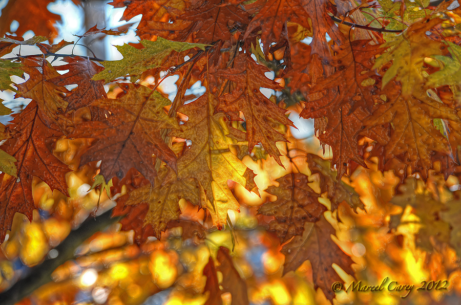 Last leaves.jpg