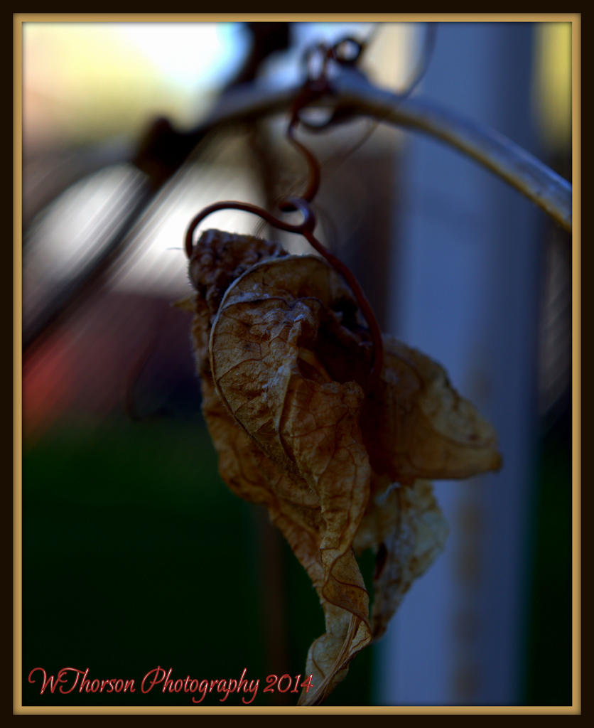 Last Year's Leaf.jpg