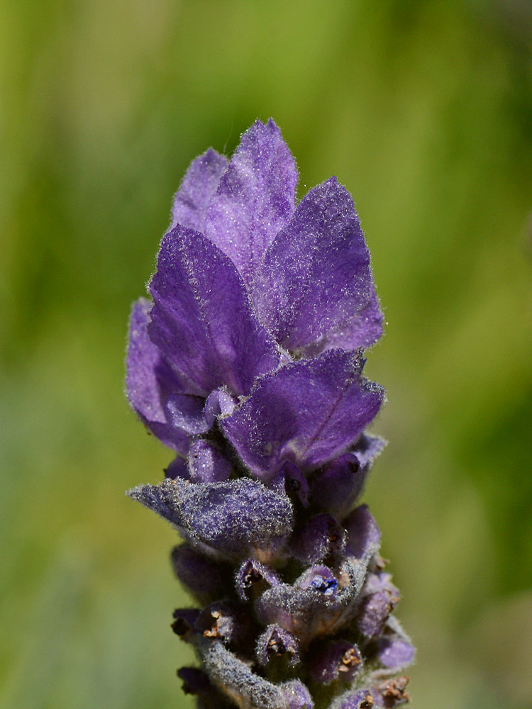 Lavander.jpg