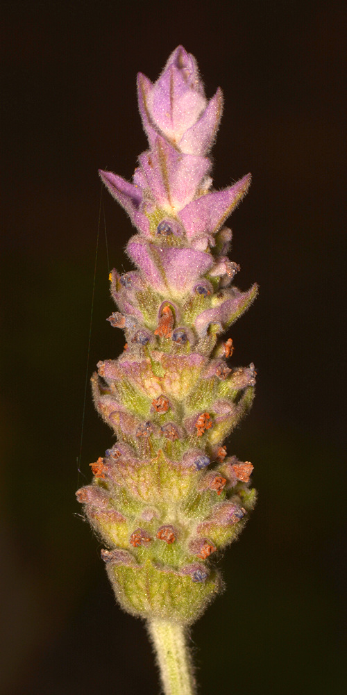 Lavander.jpg