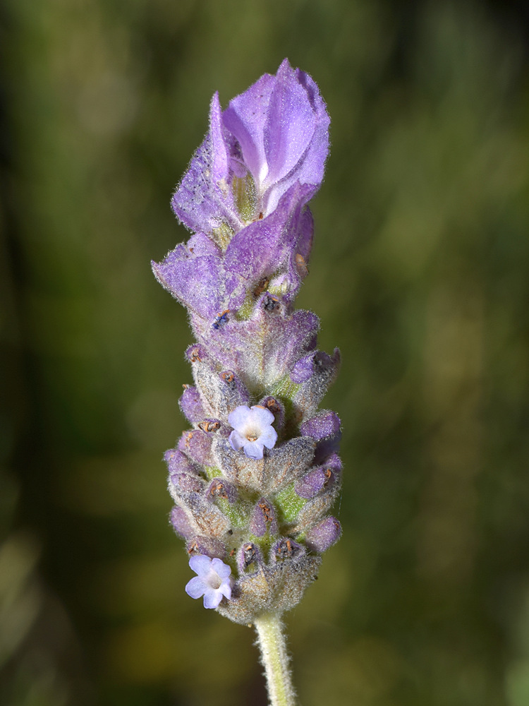 Lavander.jpg