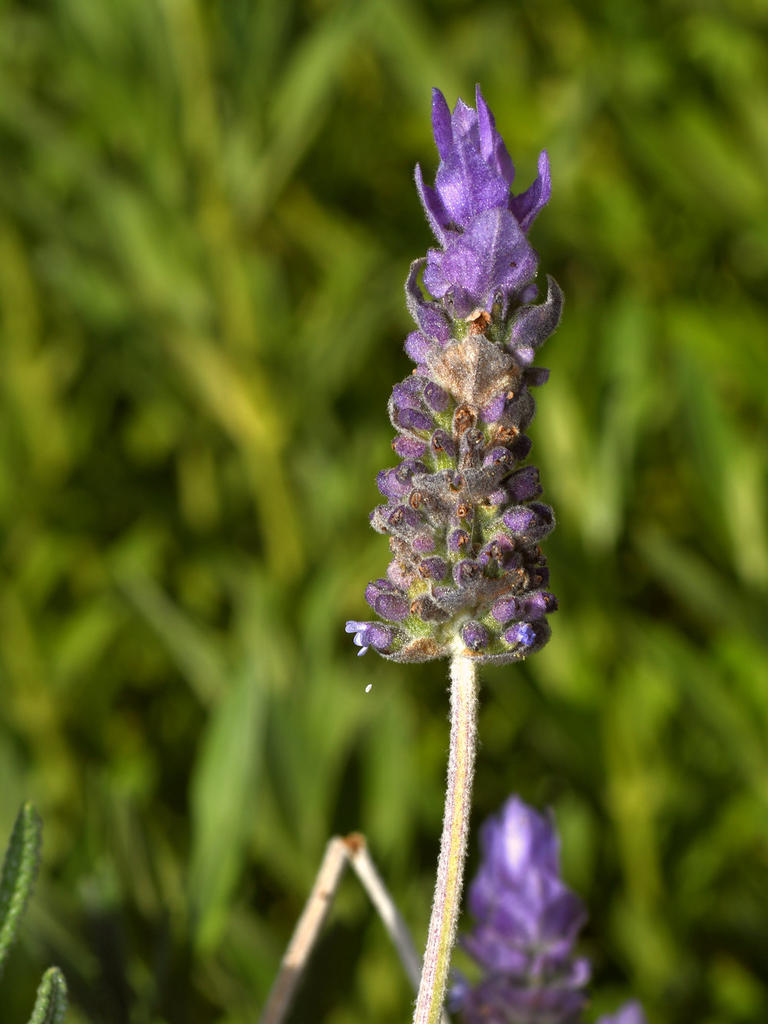 Lavander.jpg