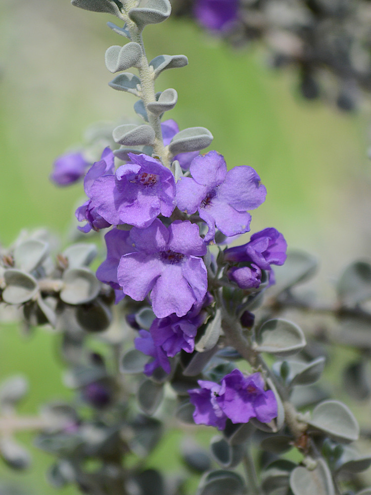 LavanderFlower.jpg