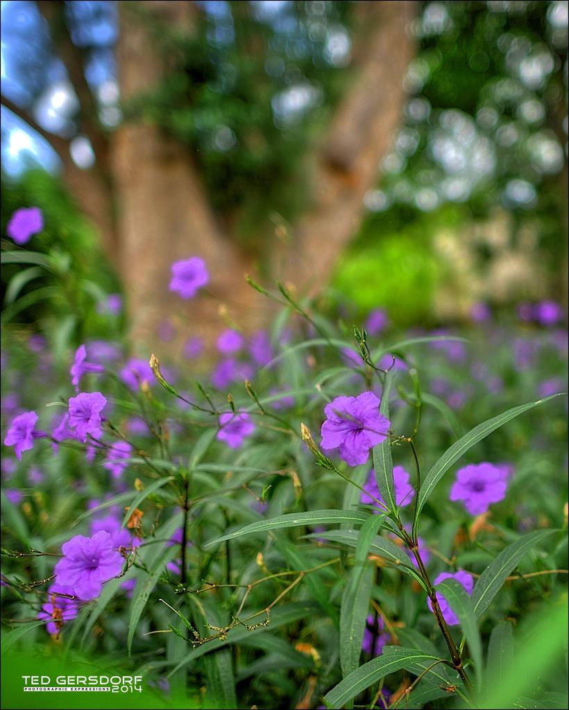 Lavender.jpg