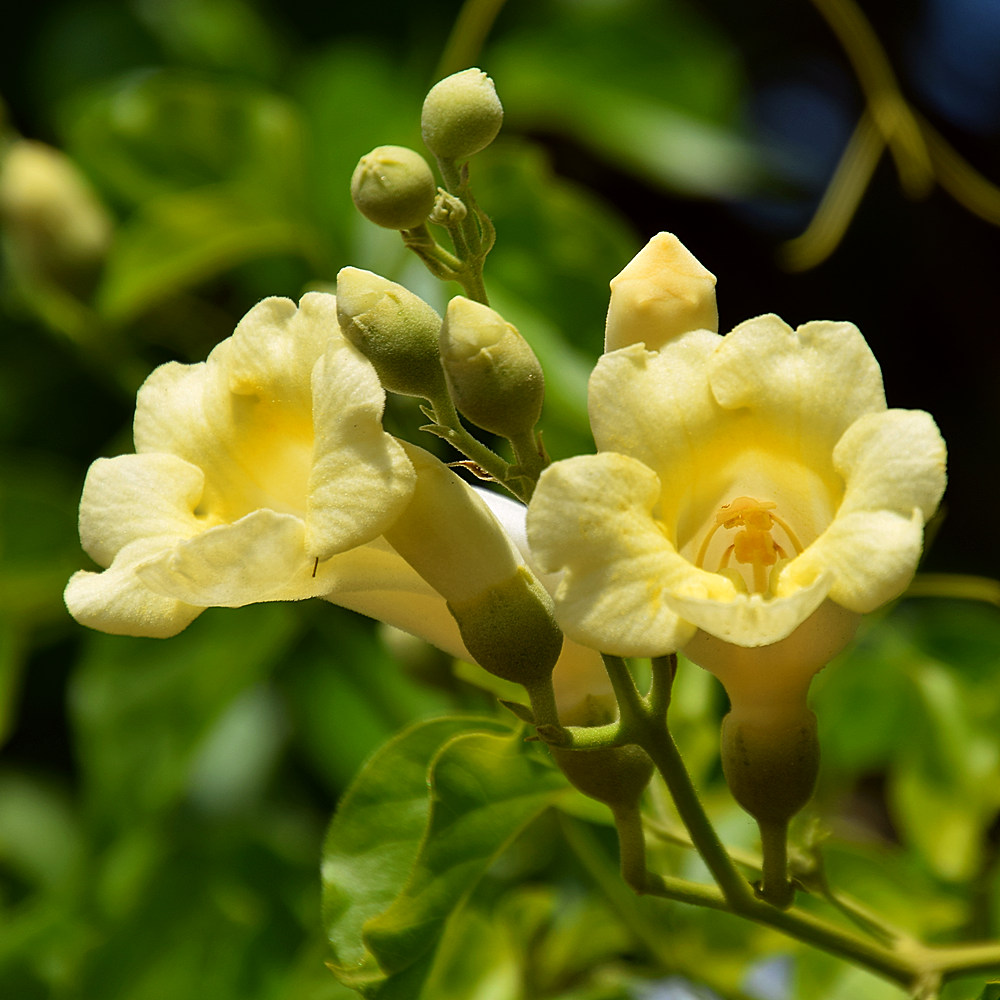 Laxiflora.jpg