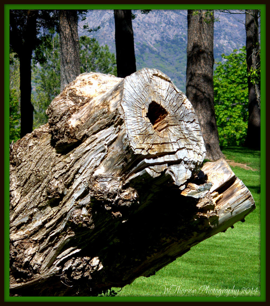 Layton Park Stump 2.jpg