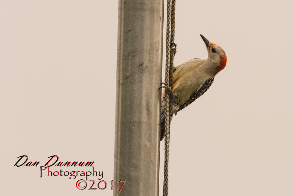 Lazy Man Bird Watching-2102.jpg