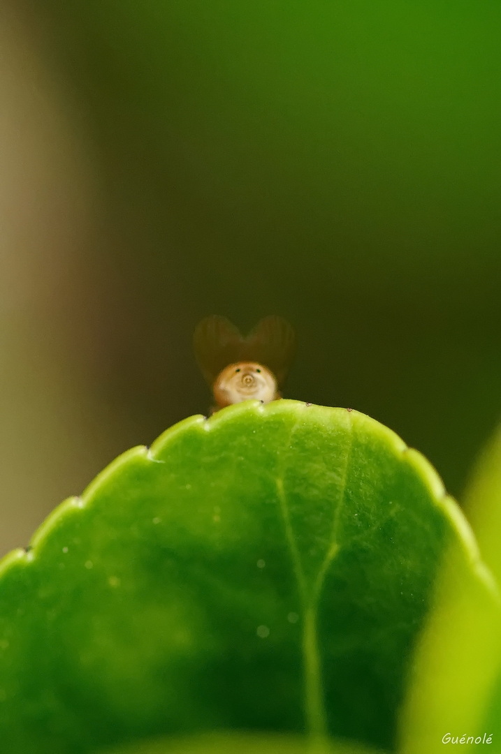 Le trou du cul d'une mouche_DxO 1080.jpg