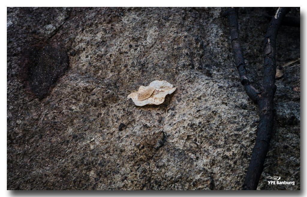 leaf-1.jpg