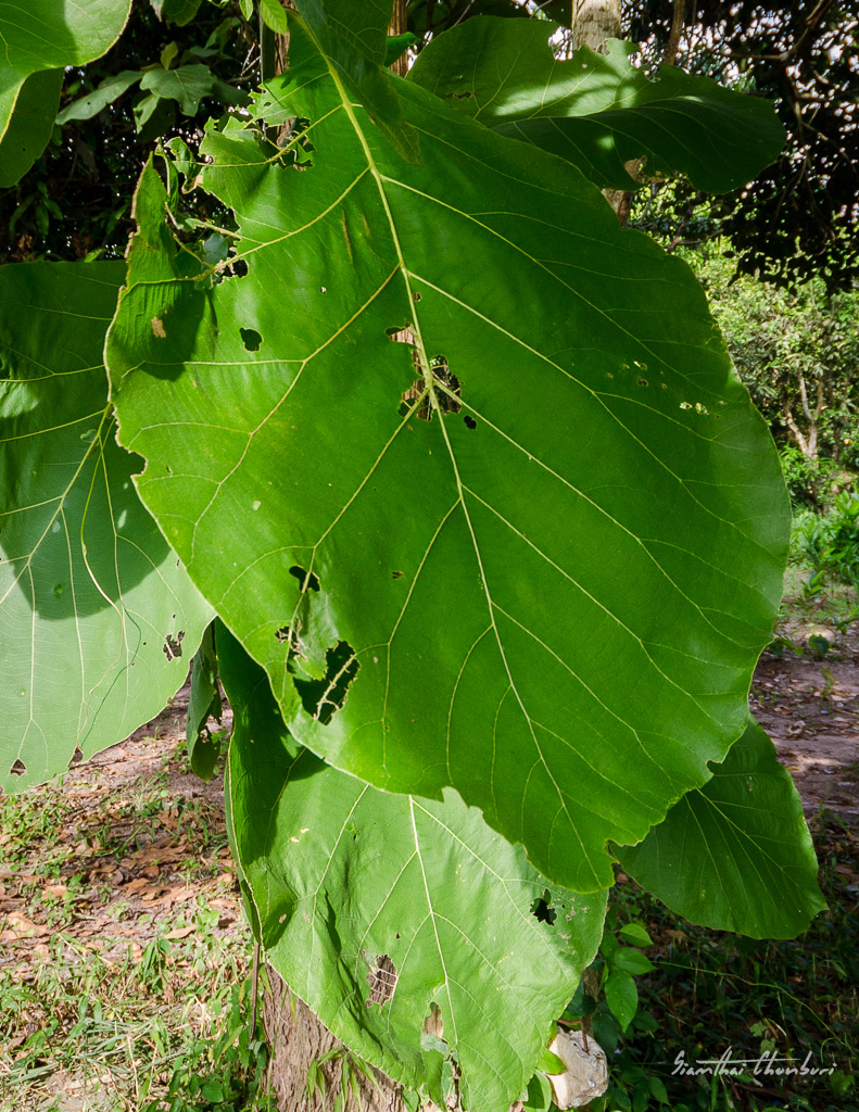 leaf-1.jpg