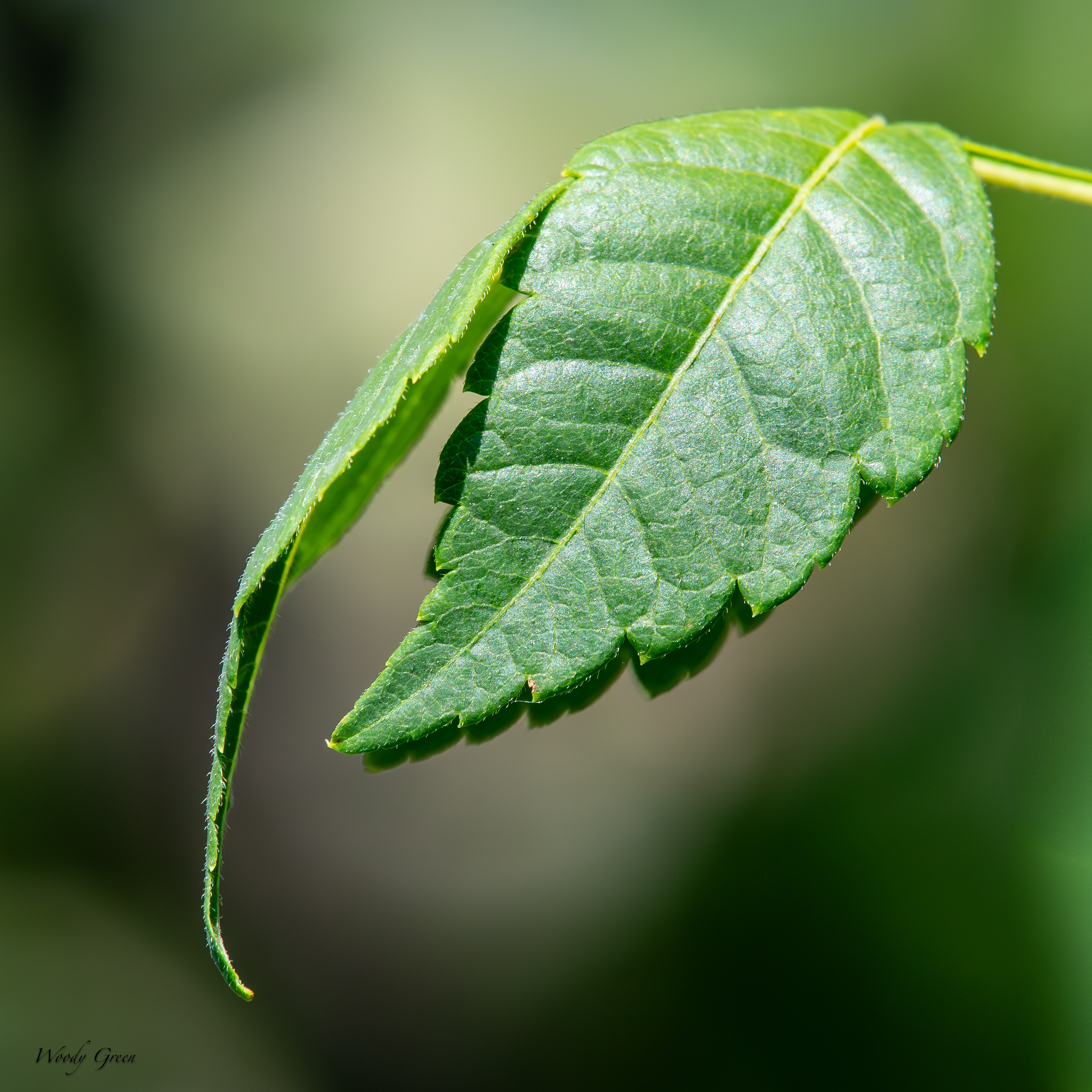 Leaf-61.jpg
