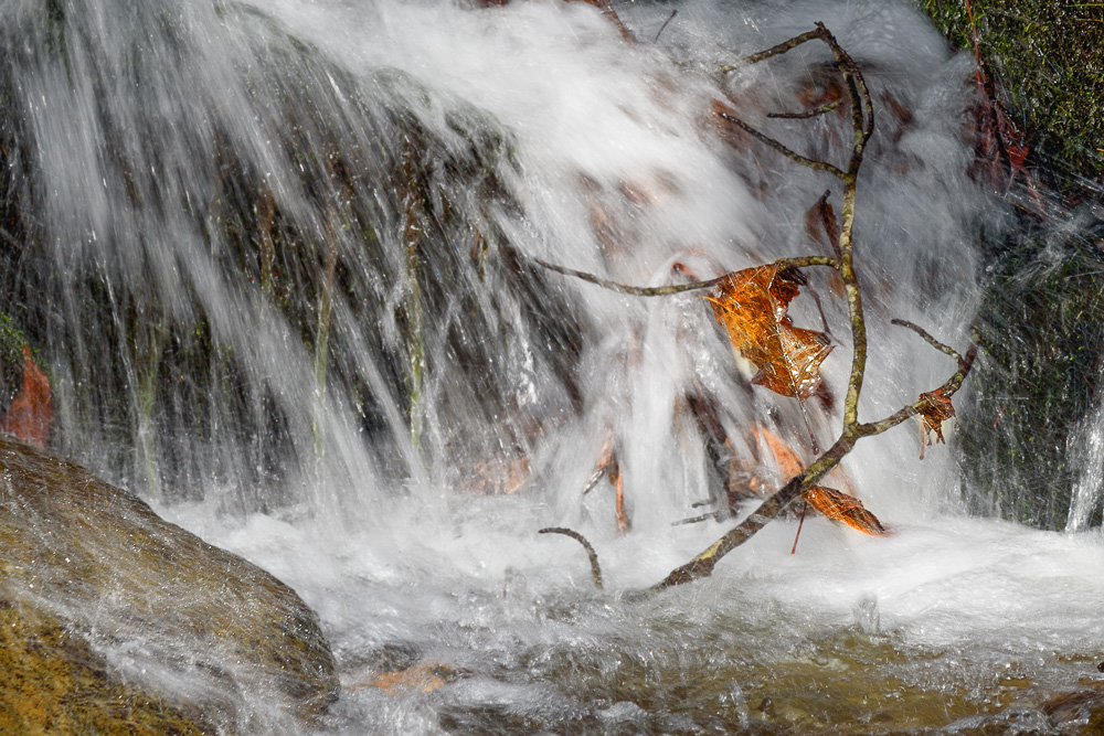 Leaf And Stream.jpg