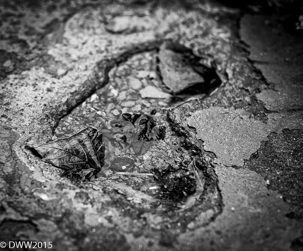 Leaf in puddle 2 (1 of 1).jpg