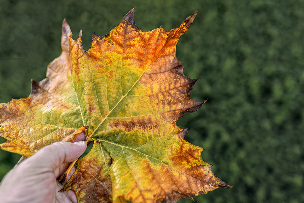 Leaf it all Behind.jpg