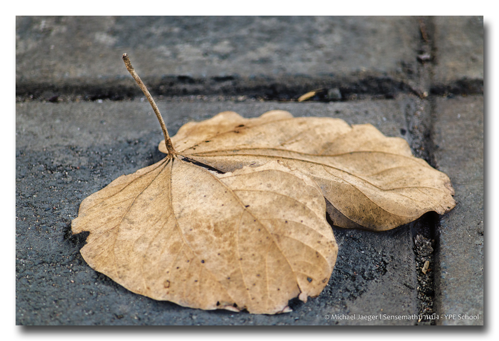 leaf.jpg
