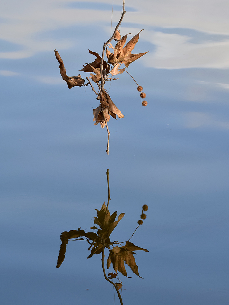 Leaf.jpg