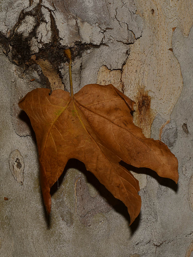 Leaf.jpg