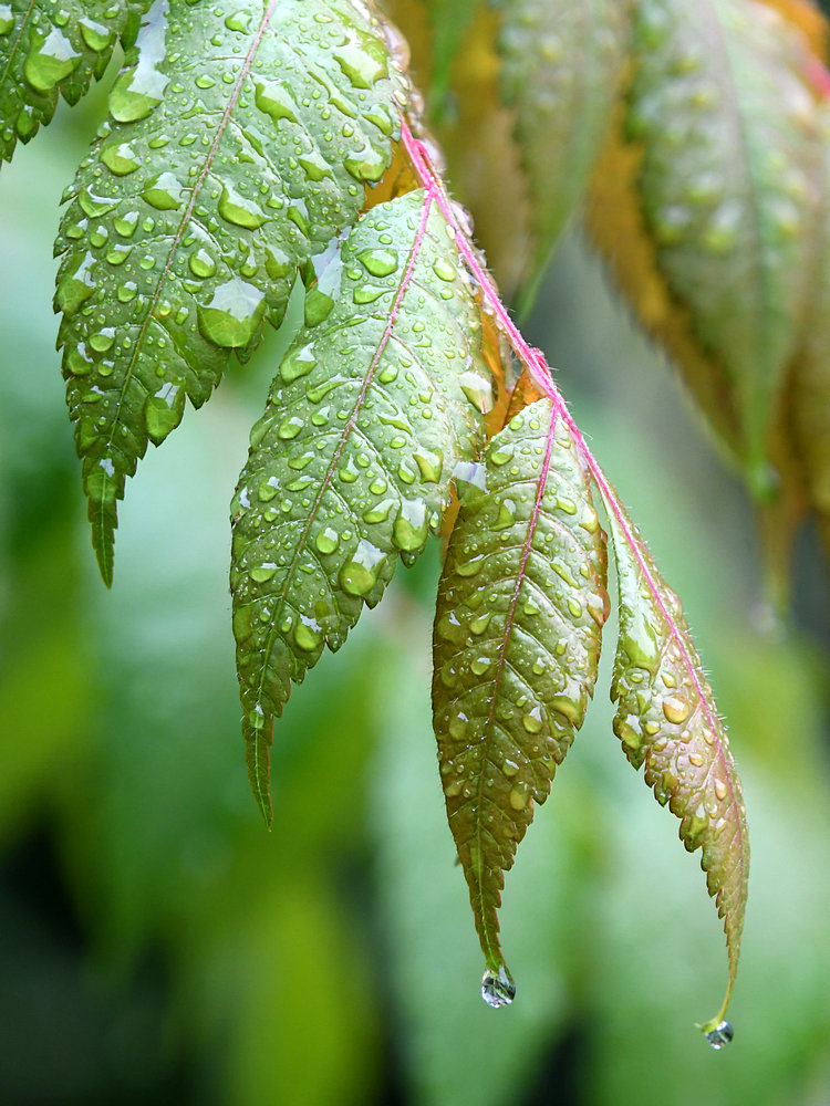 Leaf.jpg