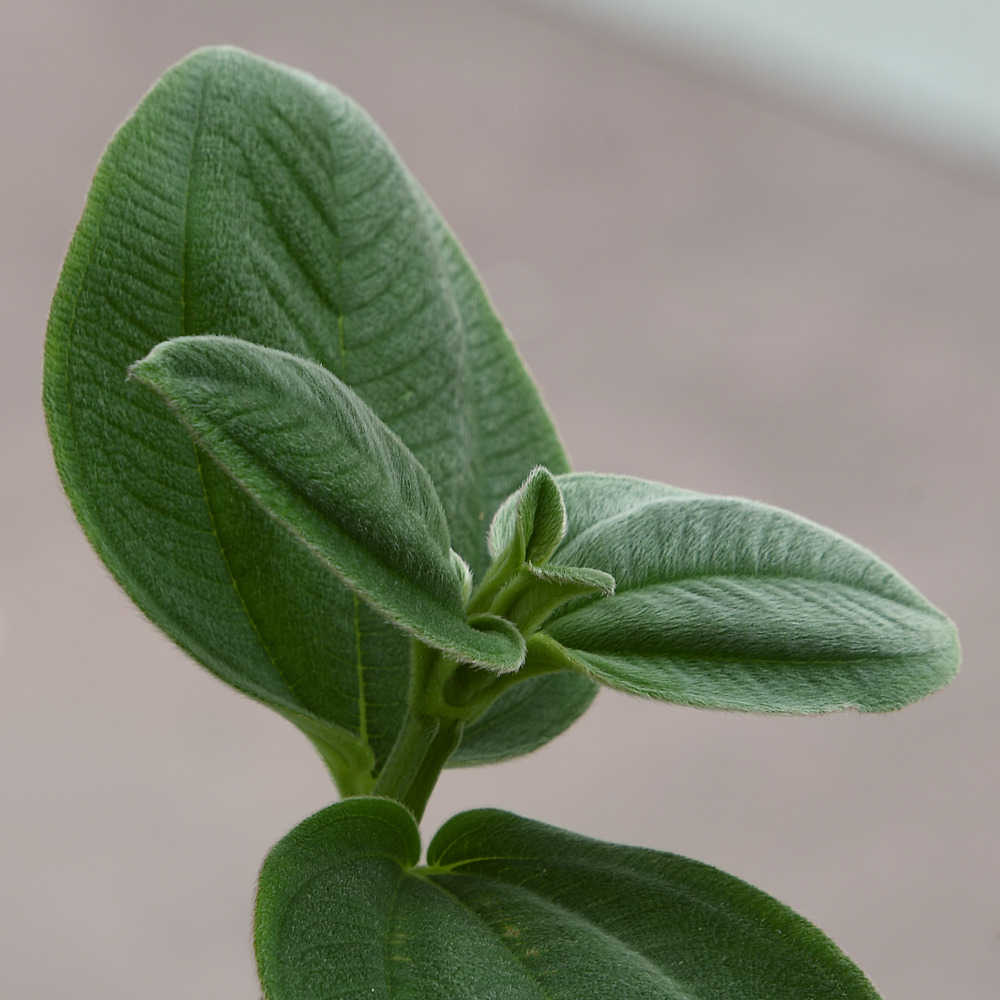 Leaf.jpg
