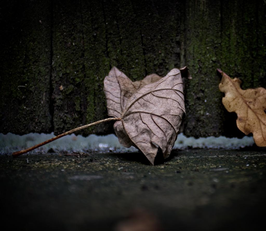 Leaf.jpg