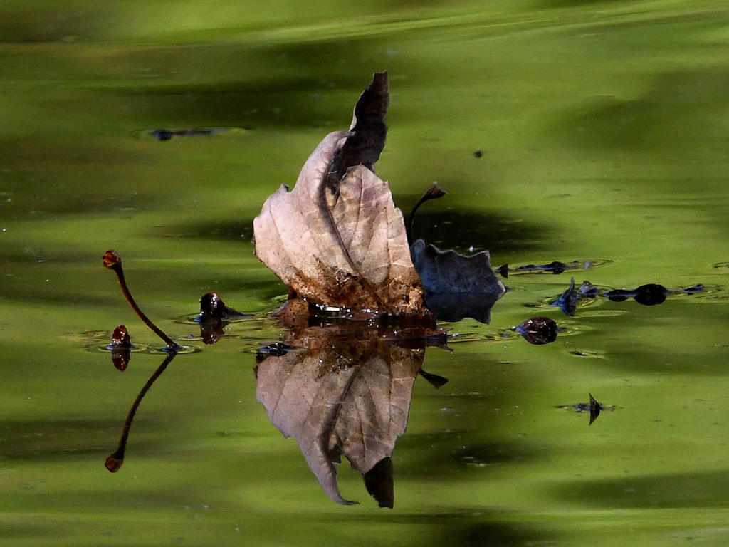 Leaf.jpg