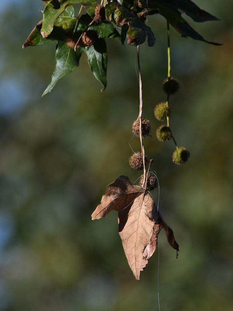 Leaf.jpg