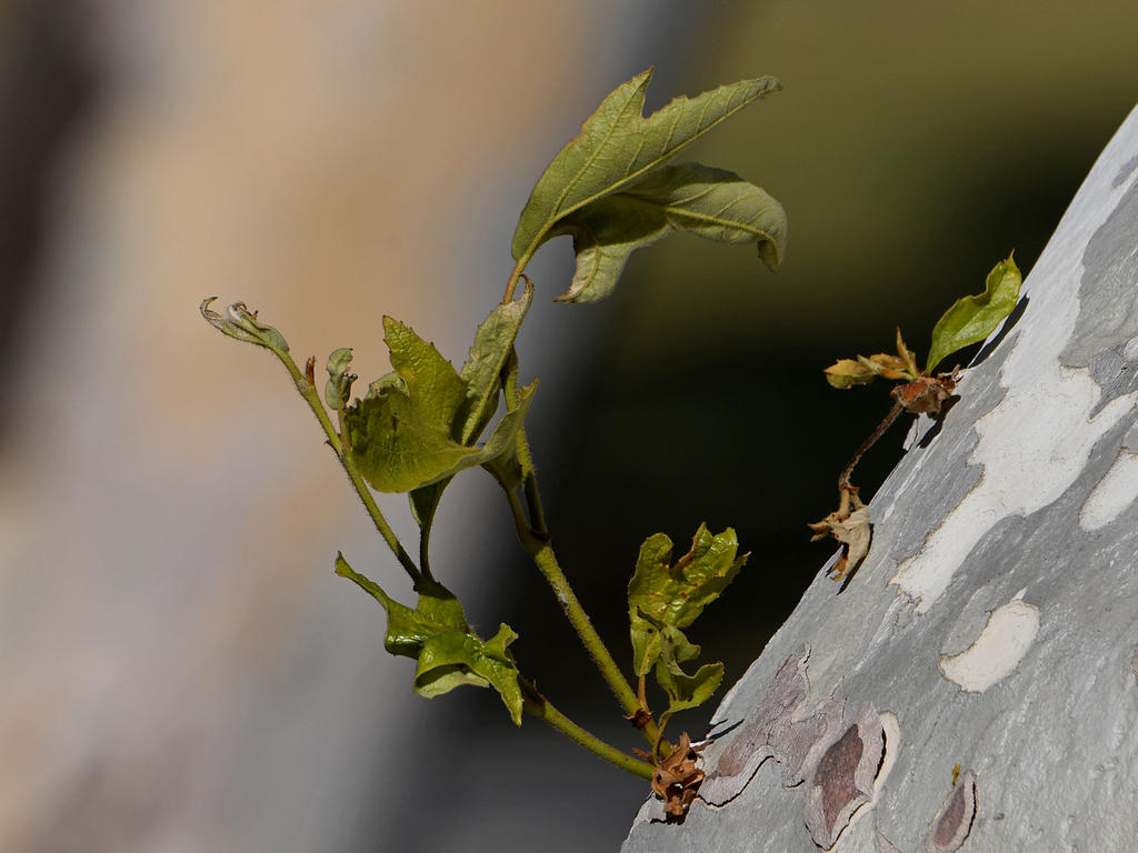 Leaf.jpg