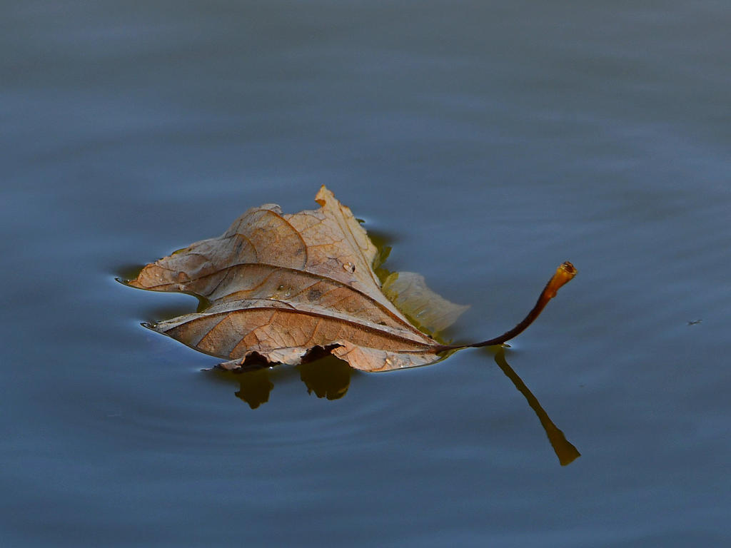 Leaf.jpg