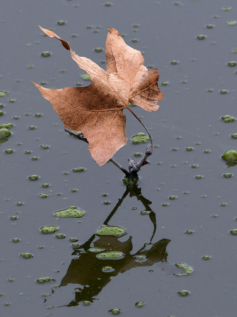 Leaf.jpg