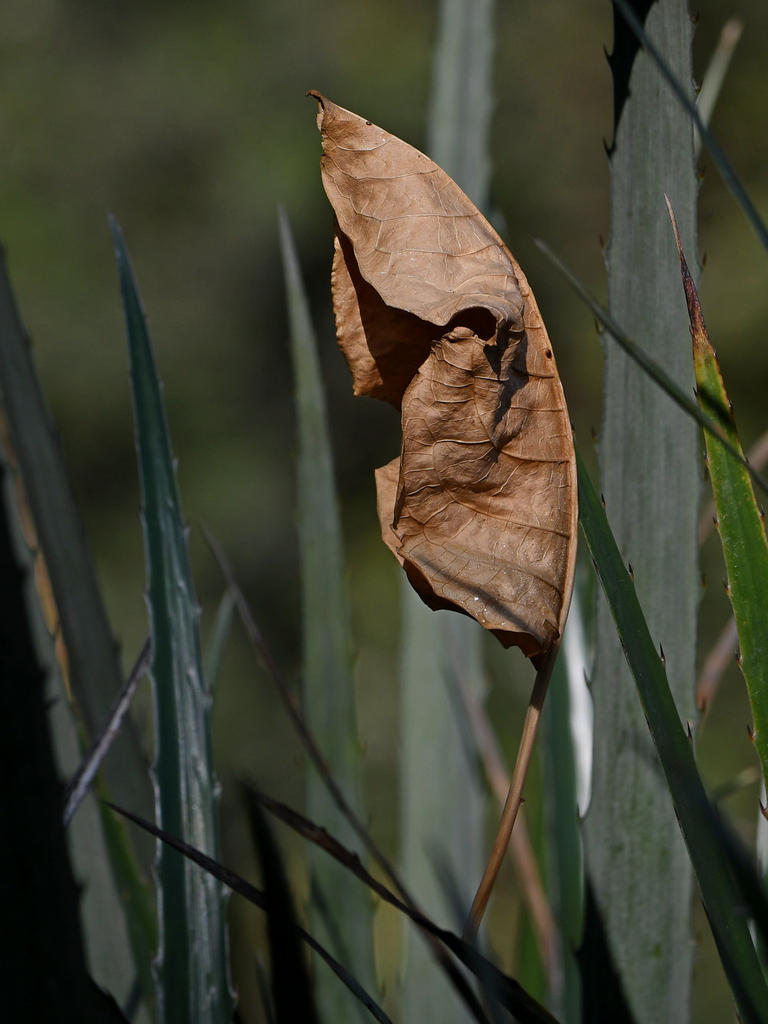 Leaf.jpg