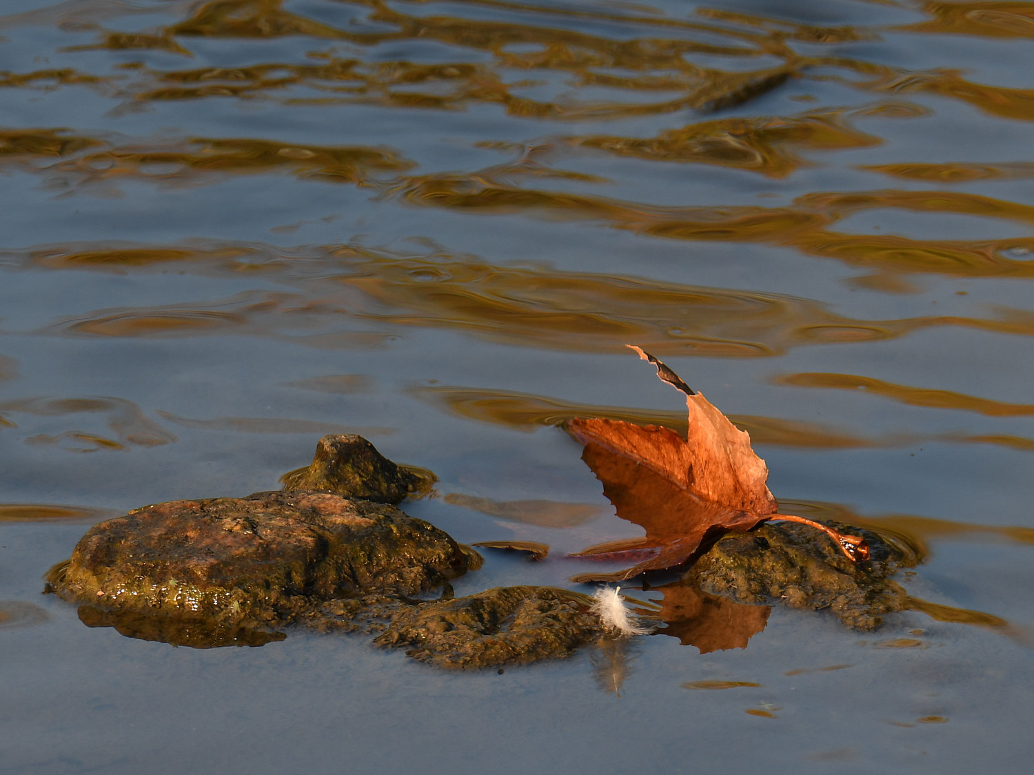Leaf.jpg