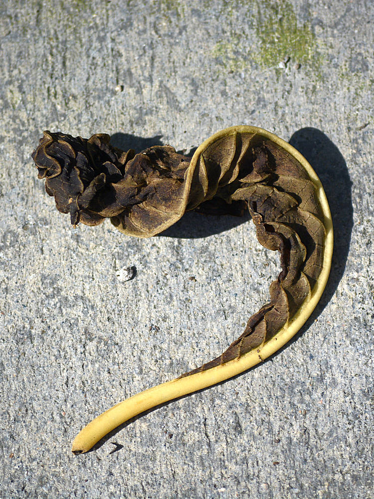 Leaf.jpg