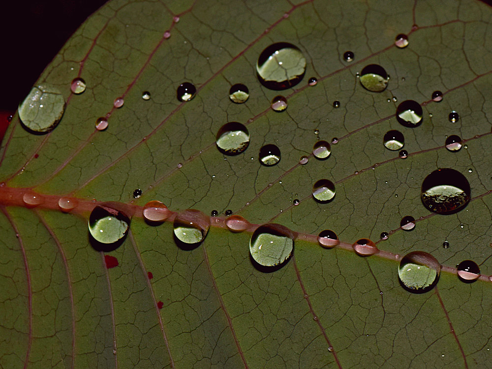 Leaf2.jpg