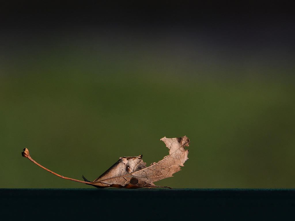 Leaf2.jpg
