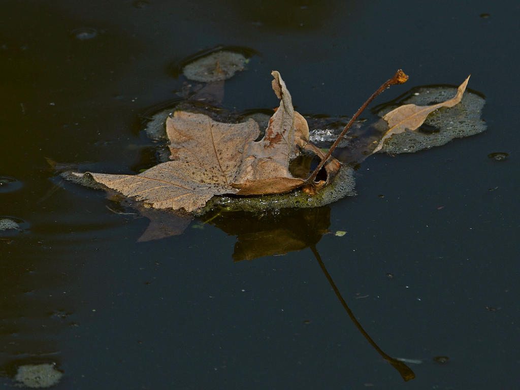 Leaf2.jpg