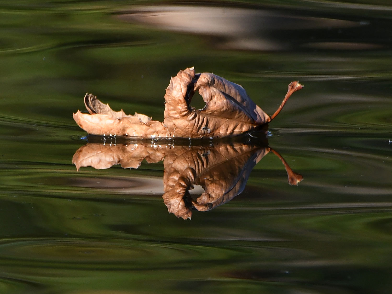 Leaf2.jpg