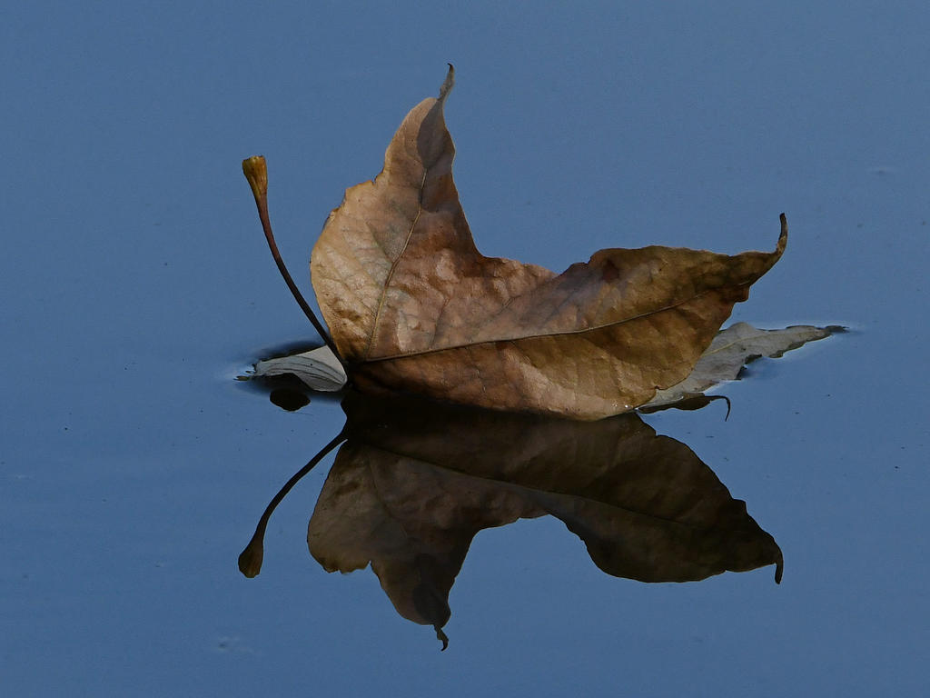 Leaf3.jpg