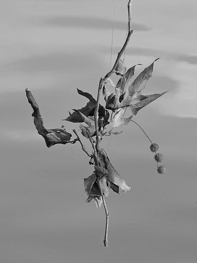 LeafBW.jpg