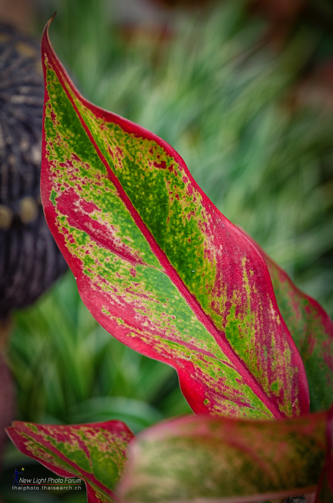 leafflowerpot.jpg