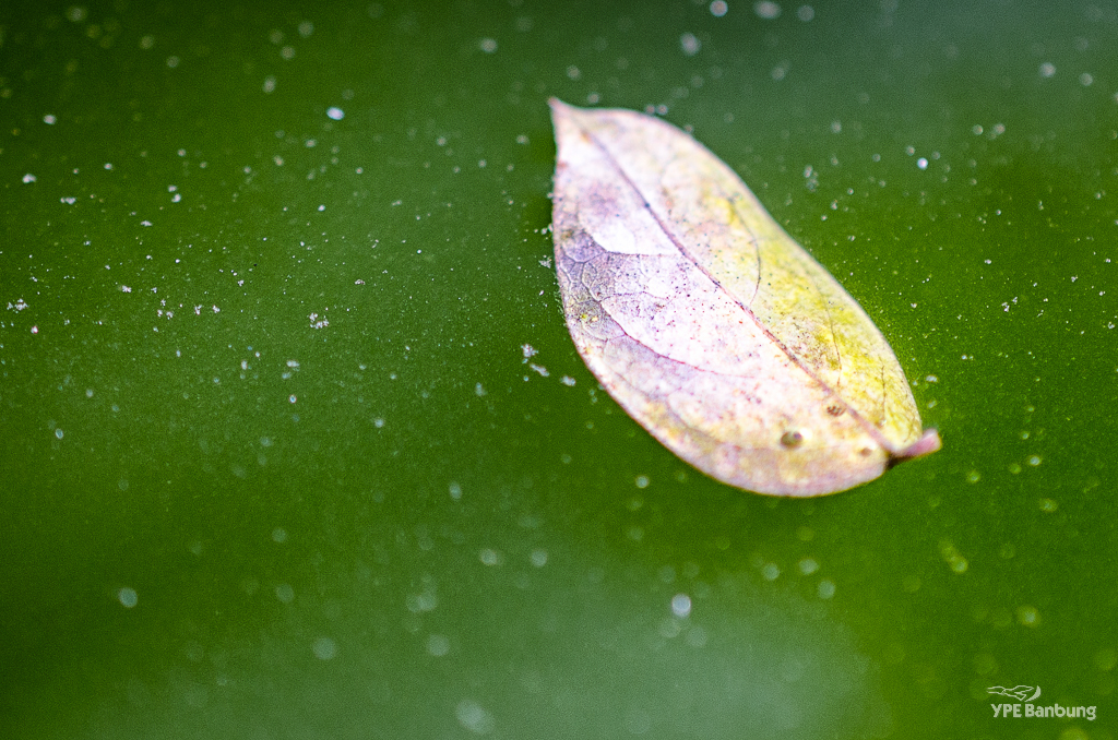 leafwater-1.jpg