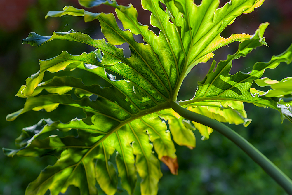 Leafy Greens.jpg